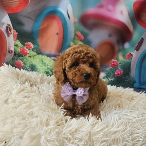 Suzana Miniature Poodle Suzana Miniature Poodle