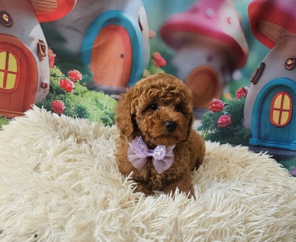 Suzana Miniature Poodle Suzana Miniature Poodle