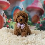 Suzana-female-miniature-poodle-puppy-for-sale-1 (2)