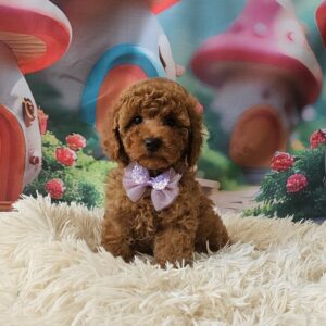 Suzana Miniature Poodle Suzana Miniature Poodle