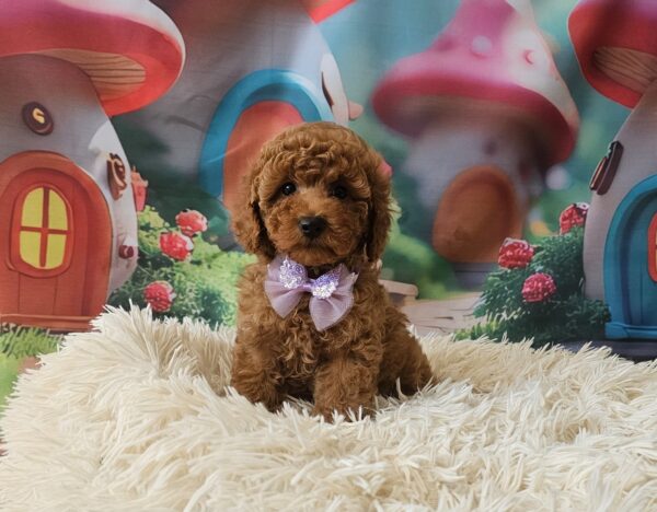 Suzana Miniature Poodle Suzana Miniature Poodle