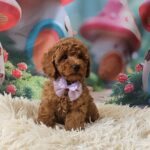 Suzana-female-miniature-poodle-puppy-for-sale-1 (3)