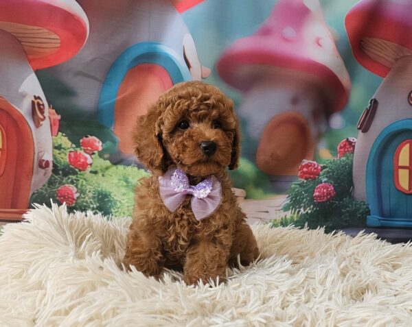 Suzana Miniature Poodle Suzana Miniature Poodle