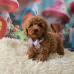 Suzana-female-miniature-poodle-puppy-for-sale-1 (4)