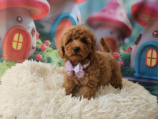 Suzana Miniature Poodle Suzana Miniature Poodle