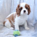 Teddi-male-King-Charles-Spaniel-puppy-for-sale-1 (1)