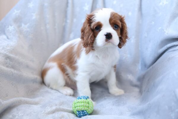 Teddi Cavalier King Charles Spaniel Teddi Cavalier King Charles Spaniel