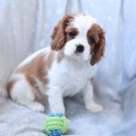Teddi-male-King-Charles-Spaniel-puppy-for-sale-1 (2)