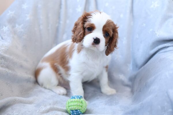 Teddi Cavalier King Charles Spaniel Teddi Cavalier King Charles Spaniel