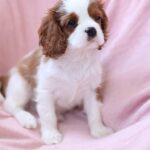 Teddi-male-King-Charles-Spaniel-puppy-for-sale-1 (3)
