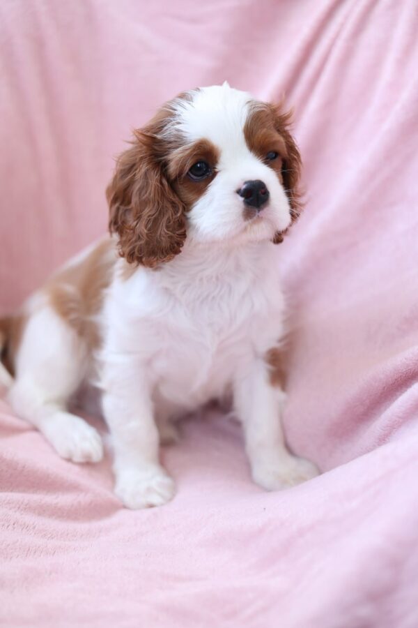 Teddi Cavalier King Charles Spaniel Teddi Cavalier King Charles Spaniel