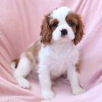 Teddi-male-King-Charles-Spaniel-puppy-for-sale-1 (4)