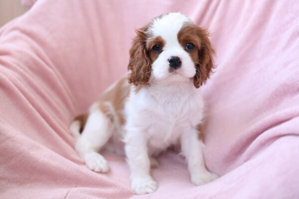 Teddi Cavalier King Charles Spaniel Teddi Cavalier King Charles Spaniel