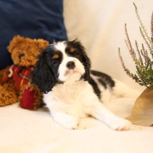 Teera Cavalier King Charles Spaniel Teera Cavalier King Charles Spaniel