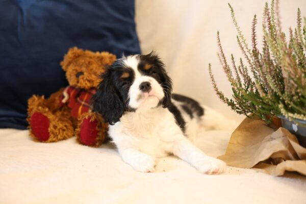 Teera Cavalier King Charles Spaniel Teera Cavalier King Charles Spaniel
