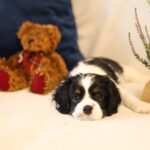 Teera-female-King-Charles-Spaniel-puppy-for-sale-1 (2)