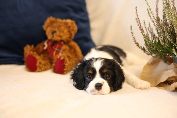 Teera Cavalier King Charles Spaniel Teera Cavalier King Charles Spaniel