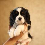 Teera-female-King-Charles-Spaniel-puppy-for-sale-1 (3)