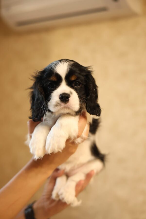 Teera Cavalier King Charles Spaniel Teera Cavalier King Charles Spaniel