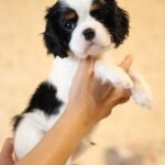 Tella-female-King-Charles-Spaniel-puppy-for-sale-1 (1)