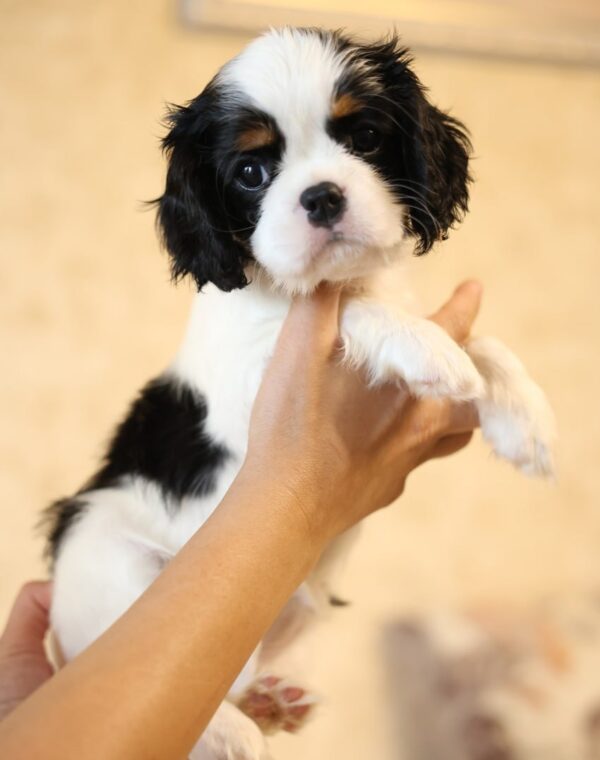 Tella Cavalier King Charles Spaniel Tella Cavalier King Charles Spaniel