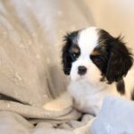 Tella-female-King-Charles-Spaniel-puppy-for-sale-1 (2)