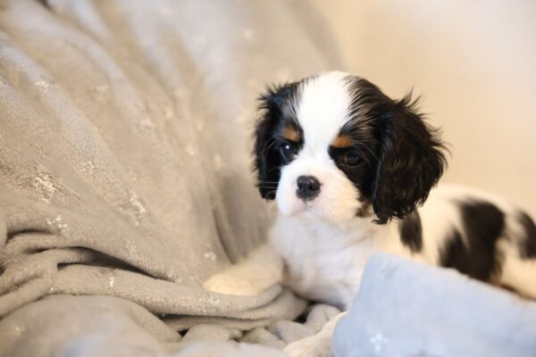 Tella Cavalier King Charles Spaniel Tella Cavalier King Charles Spaniel