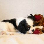 Tella-female-King-Charles-Spaniel-puppy-for-sale-1 (3)