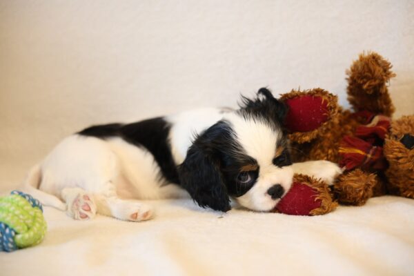Tella Cavalier King Charles Spaniel Tella Cavalier King Charles Spaniel