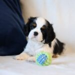 Tella-female-King-Charles-Spaniel-puppy-for-sale-1 (4)