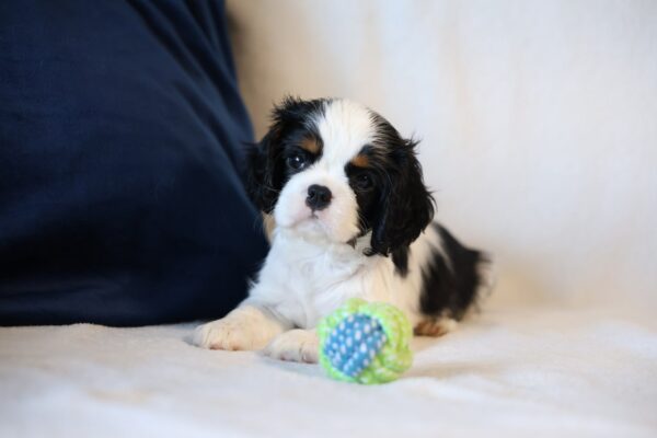 Tella Cavalier King Charles Spaniel Tella Cavalier King Charles Spaniel