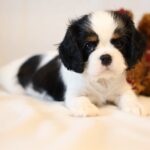 Tella-female-King-Charles-Spaniel-puppy-for-sale-1 (5)