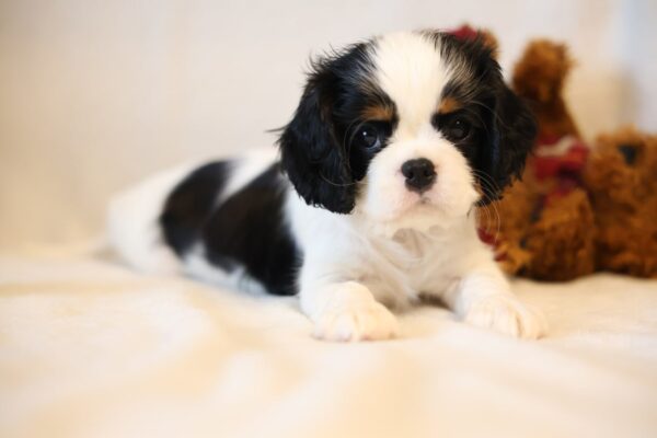Tella Cavalier King Charles Spaniel Tella Cavalier King Charles Spaniel