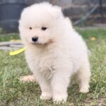 Tibor-male-Samoyed-puppy-for-sale-1 (1)