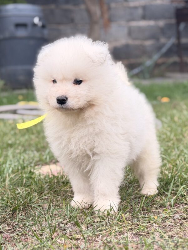 Tibor Samoyed Tibor Samoyed
