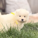 Tibor-male-Samoyed-puppy-for-sale-1 (2)