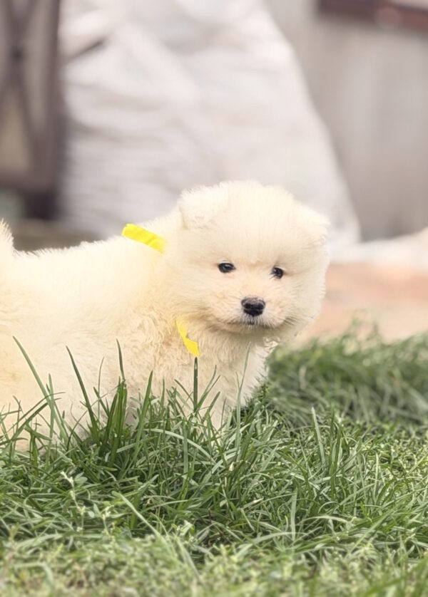 Tibor Samoyed Tibor Samoyed