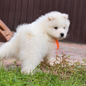 Timmy Samoyed Timmy Samoyed