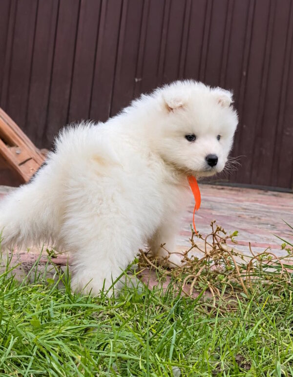 Timmy Samoyed Timmy Samoyed