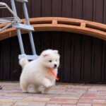 Timmy-male-Samoyed-puppy-for-sale-1 (2)
