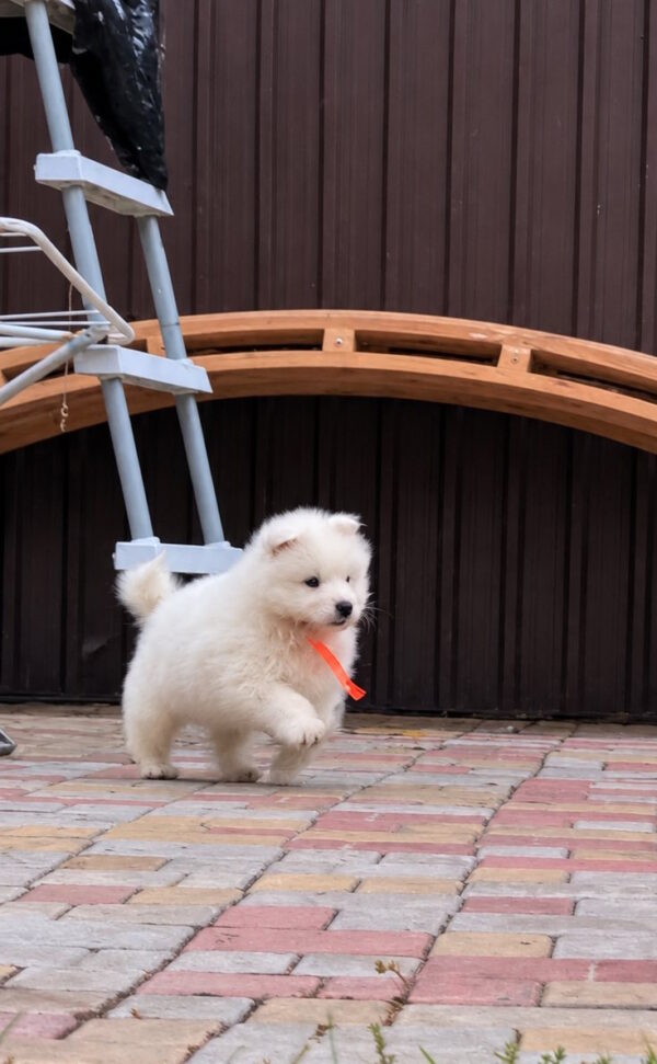 Timmy Samoyed Timmy Samoyed