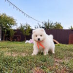 Timmy-male-Samoyed-puppy-for-sale-1 (3)