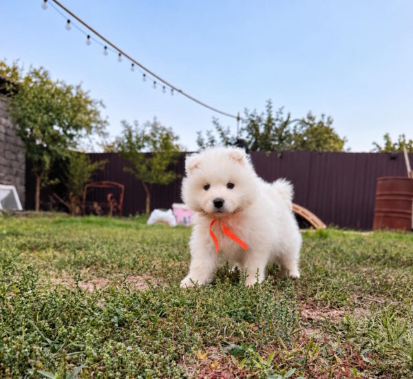 Timmy Samoyed Timmy Samoyed