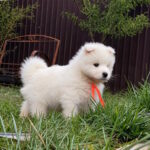 Timmy-male-Samoyed-puppy-for-sale-1 (4)