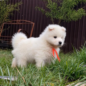 Timmy Samoyed Timmy Samoyed