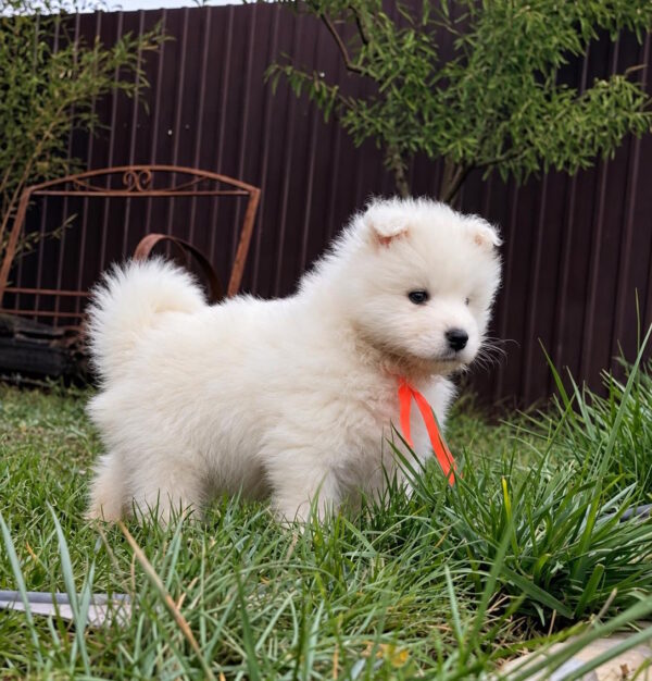 Timmy Samoyed Timmy Samoyed
