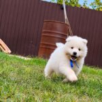 Titan-male-Samoyed-puppy-for-sale-1 (1)