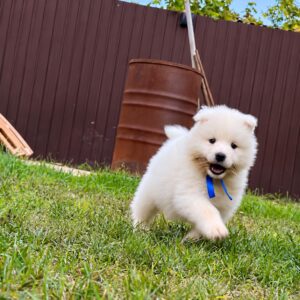 Titan Samoyed Titan Samoyed