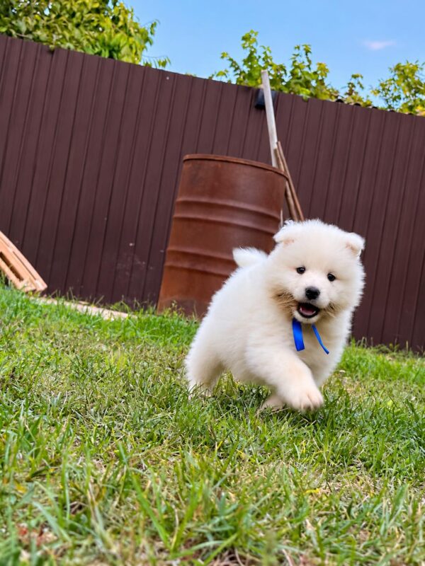 Titan Samoyed Titan Samoyed
