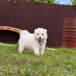 Titan-male-Samoyed-puppy-for-sale-1 (2)
